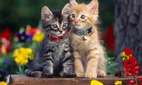 野猪肉和普通猪肉哪个贵-野生猪肉与圈养猪肉的区别网- 野猪肉和普通猪肉哪个贵知识,分享圈养野猪肉多少一斤